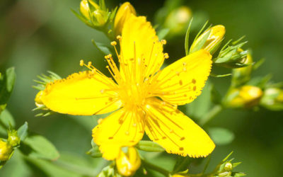 Sonnenpflanze Johanniskraut – Salbe aus Rotöl ist bald da